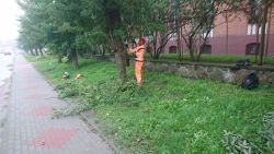 ul. Kościuszki - pielęgnacja drzew przy drodze